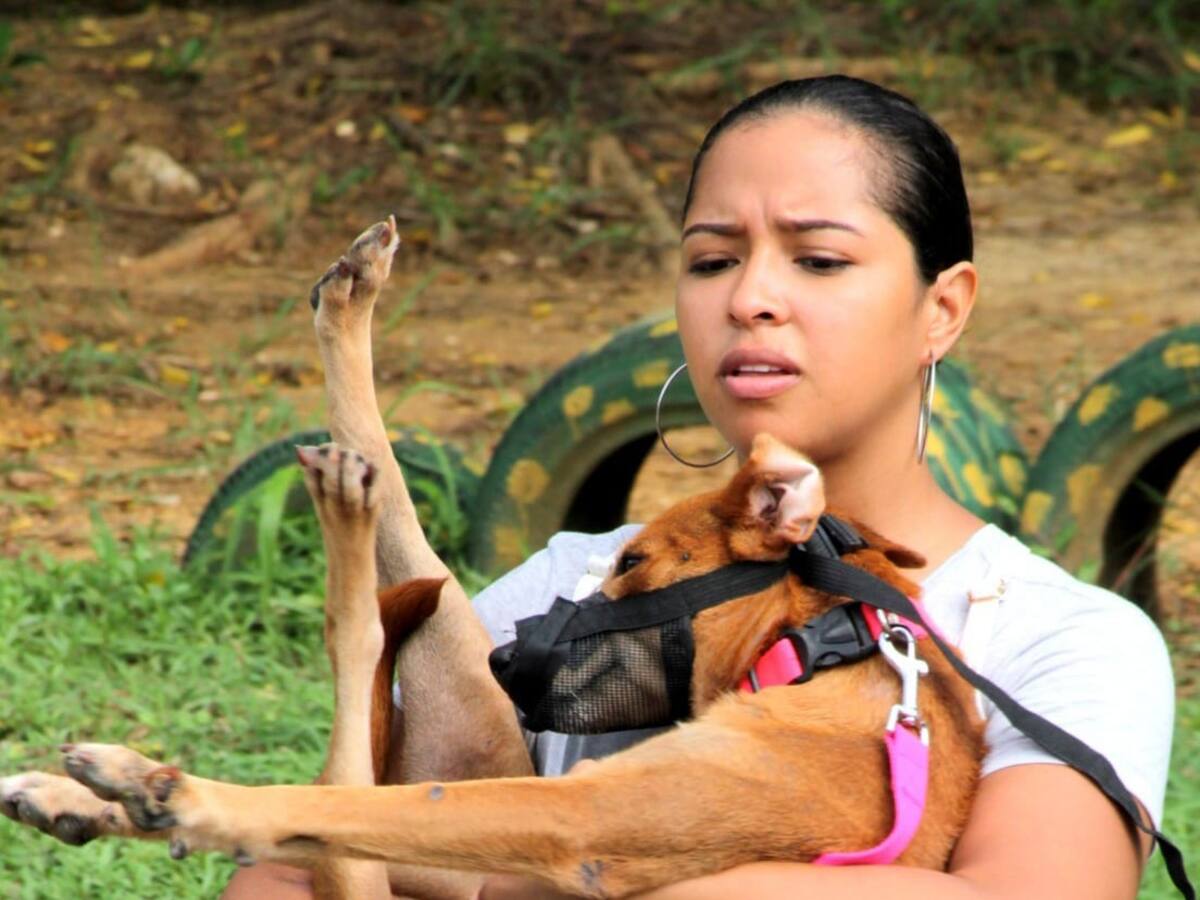 Umata adelanta jornada de esterilización de caninos y felinos en Turbaco