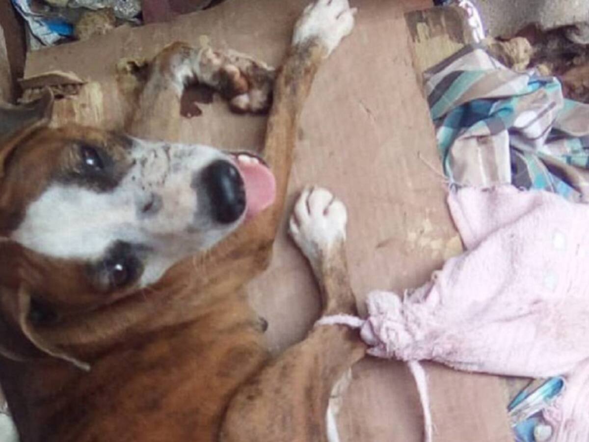 Tres casos graves de maltrato animal se han presentado en Barranquilla