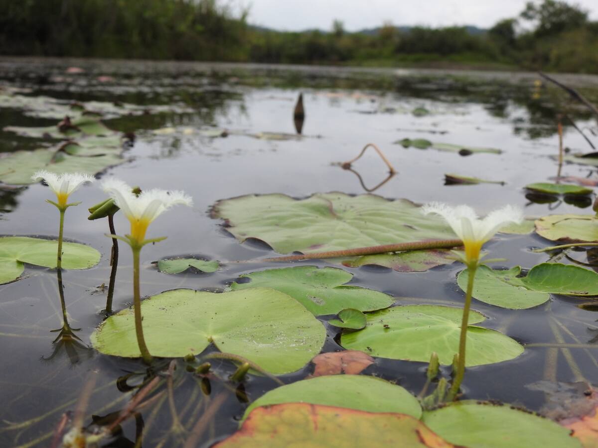 Fortalecen la Red de Guardaciénagas para proteger más de 25 mil hectáreas en el Bajo Cauca