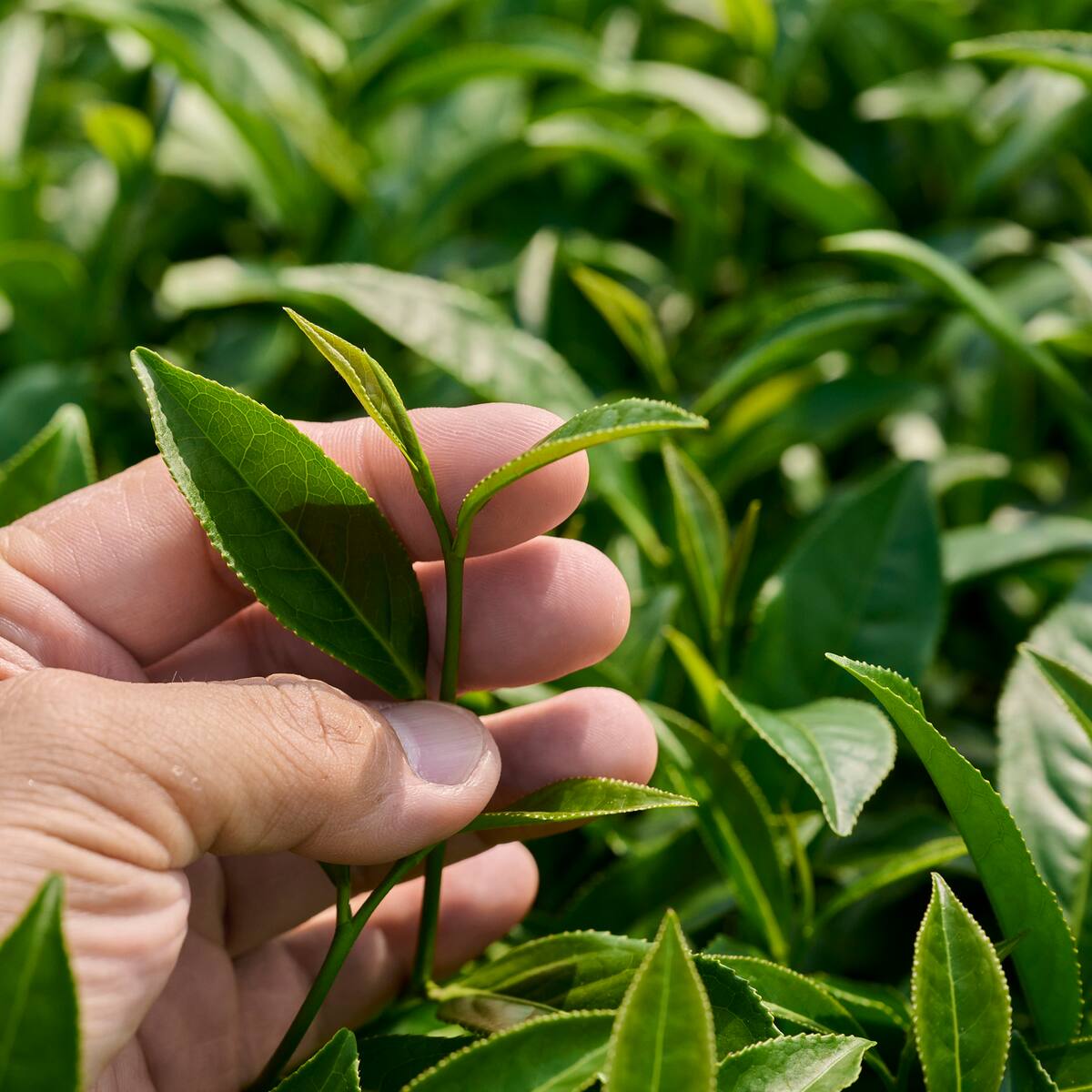 Hoja de té podría crecer en la Luna igual que en la Tierra, según científicos: ¿qué significa?