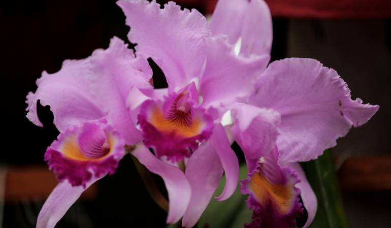 En Colombia se han documentado más de 4 mil especies de orquídeas.