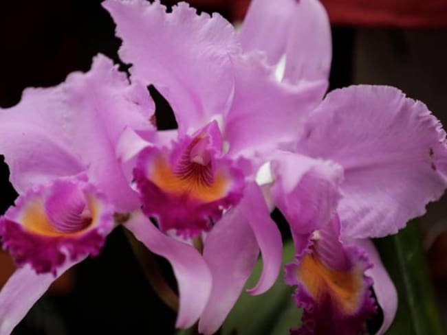 En Colombia se han documentado más de 4 mil especies de orquídeas.