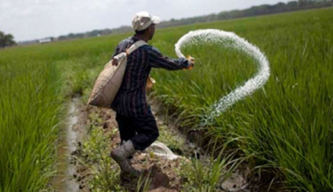 Arroceros esperan visita de Minagricultura