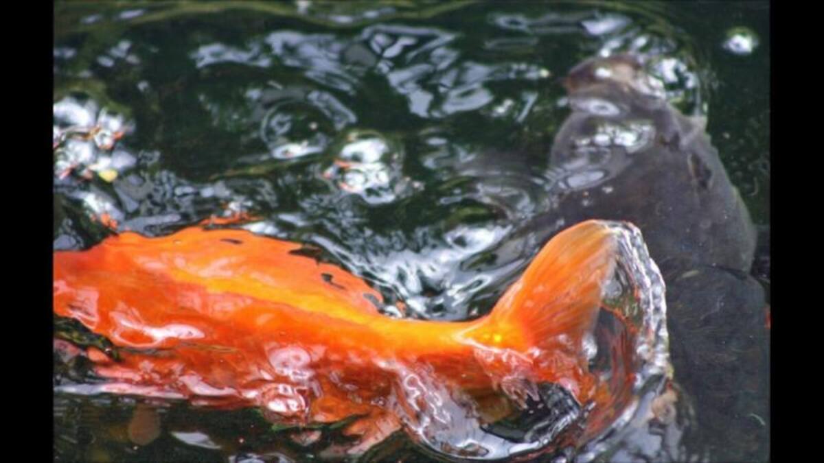 Y finalmente una foto de carpa Koi enviada por Sarah Burton. ¡Ahora te toca a ti! Envíanos tus fotografías de PECES y PESCADOS siguiendo las instrucciones que encontrarás aquí abajo