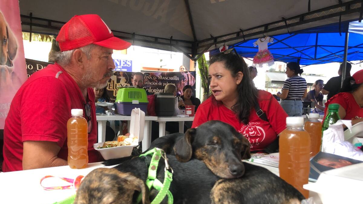 En Neiva, cerca de 25 fundaciones protectoras de animales serán beneficiadas de donaciones
