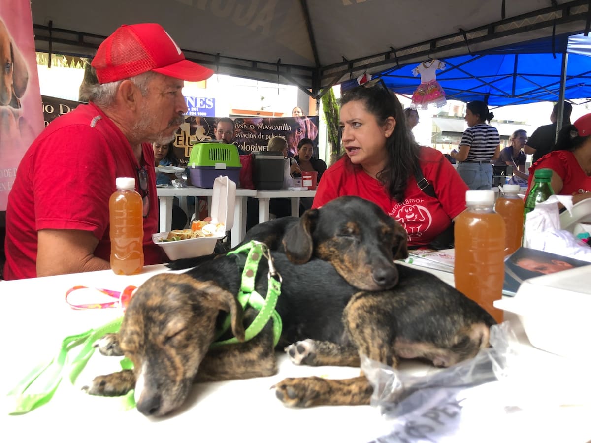En Neiva, cerca de 25 fundaciones protectoras de animales serán beneficiadas de donaciones