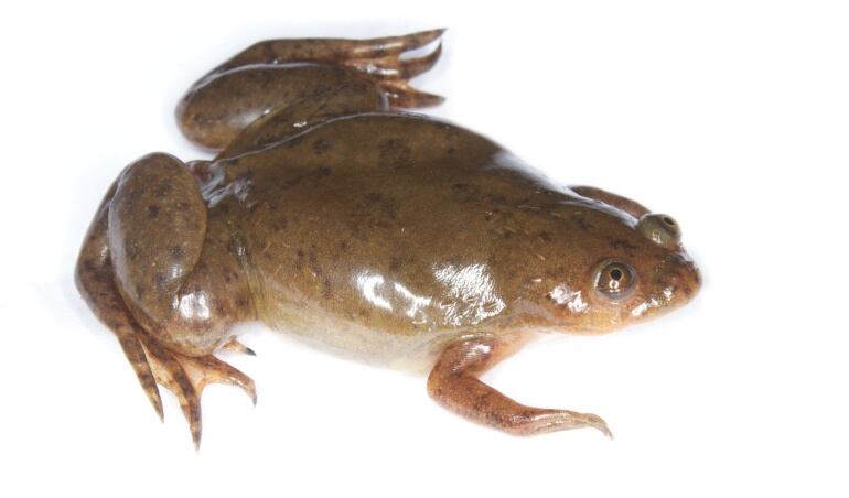 Xenopus laevis