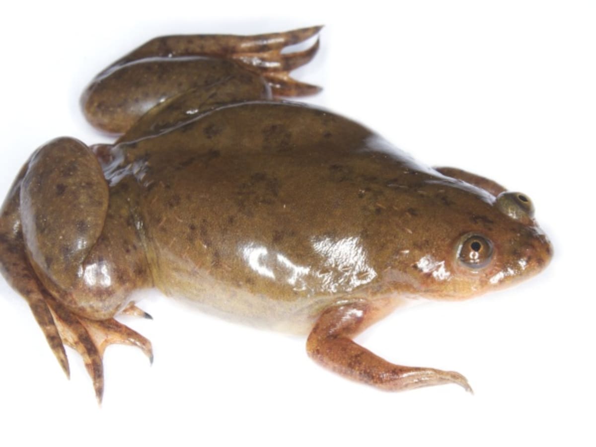 Equipo de científicos logra regenerar parcialmente patas de ranas amputadas