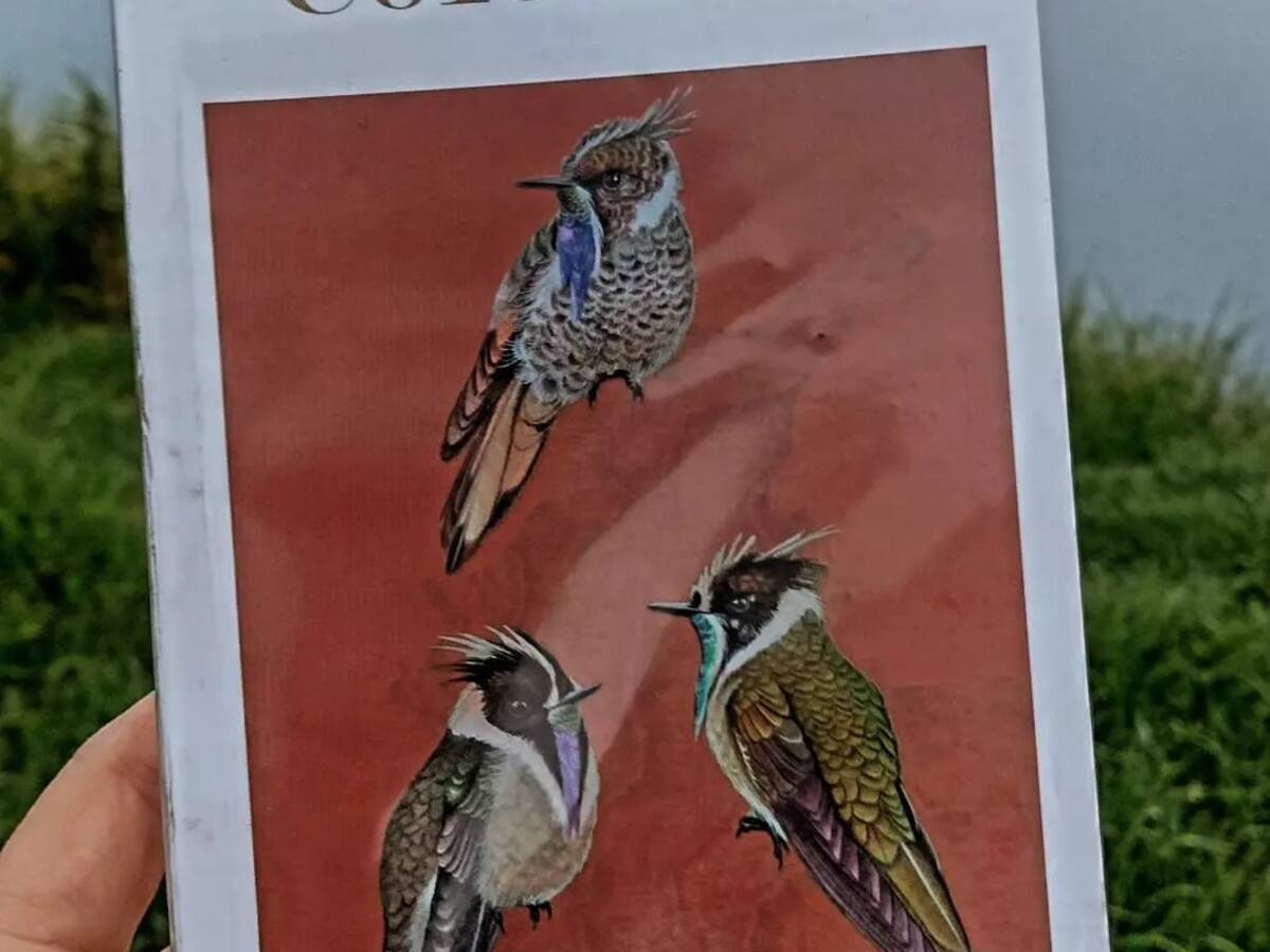 El Global Big Day en Boyacá revela nueva especie y alerta sobre conservación