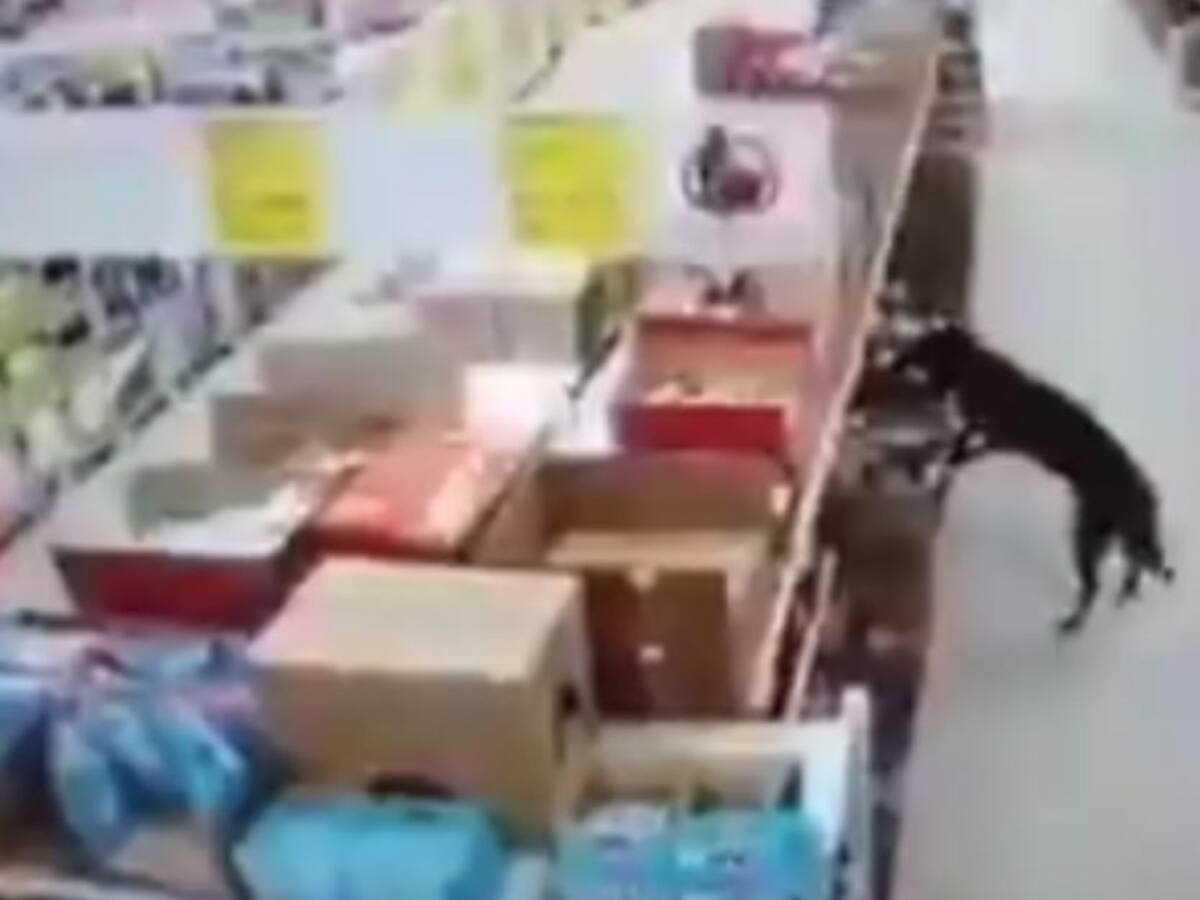 ¡Se les robó hasta el corazón! Perro entró a una tienda y se llevó comida