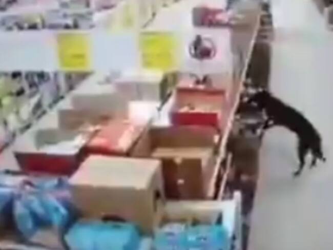 ¡Se les robó hasta el corazón! Perro entró a una tienda y se llevó comida