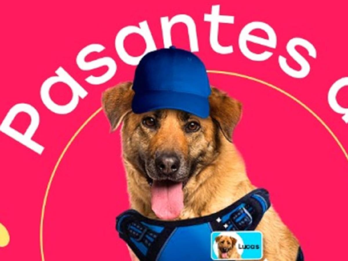 “Pasantes de cuatro patas”: una iniciativa que deja huella