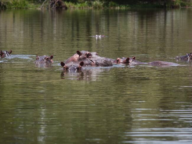 Hipopótamos Hacienda Pablo Escobar