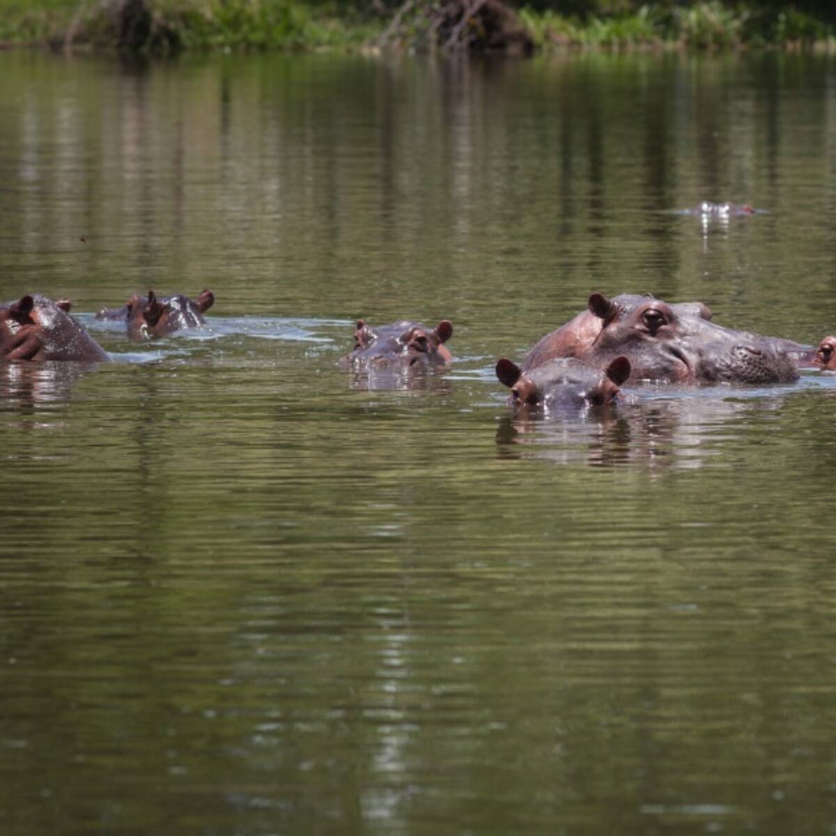 La Procuraduría solicita se argumente por qué los hipopótamos son una especie invasora