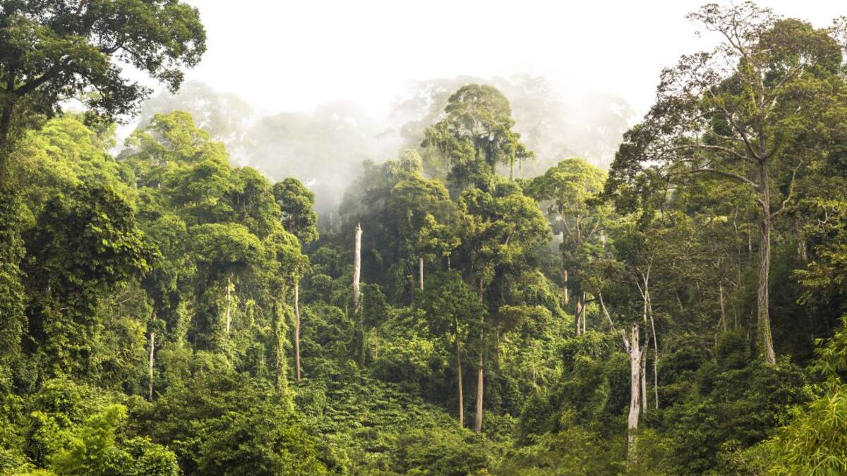 Colombia ha perdido más del 90% del bosque tropical