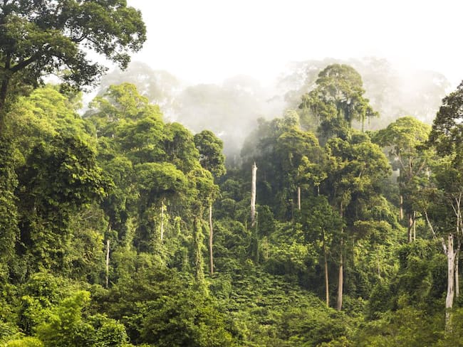 Colombia ha perdido más del 90% del bosque tropical