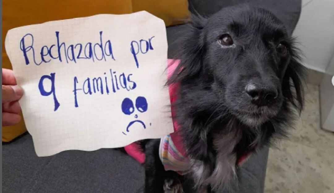 Cachorrita ha sido rechazada en nueve ocasiones por cojear