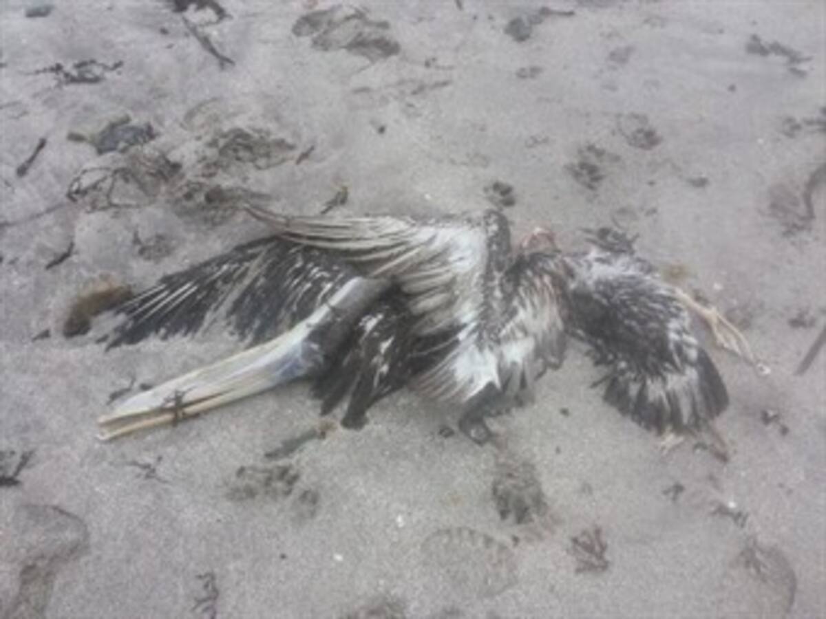 Mueren de calor y hambre los pelícanos