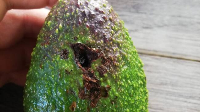 Daños en aguacate por plaga barrenadora