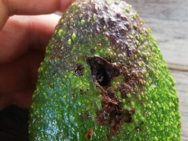 Daños en aguacate por plaga barrenadora