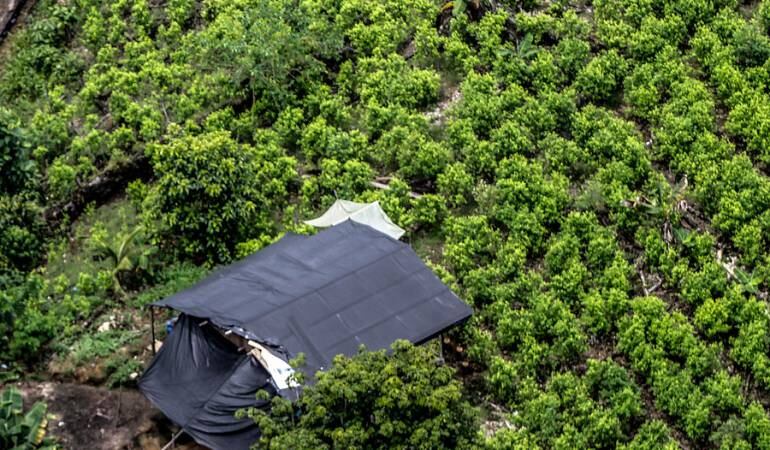 Erradicación de Cultivos