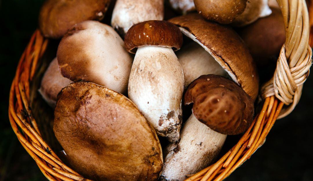 Setas. Imagen de referencia.