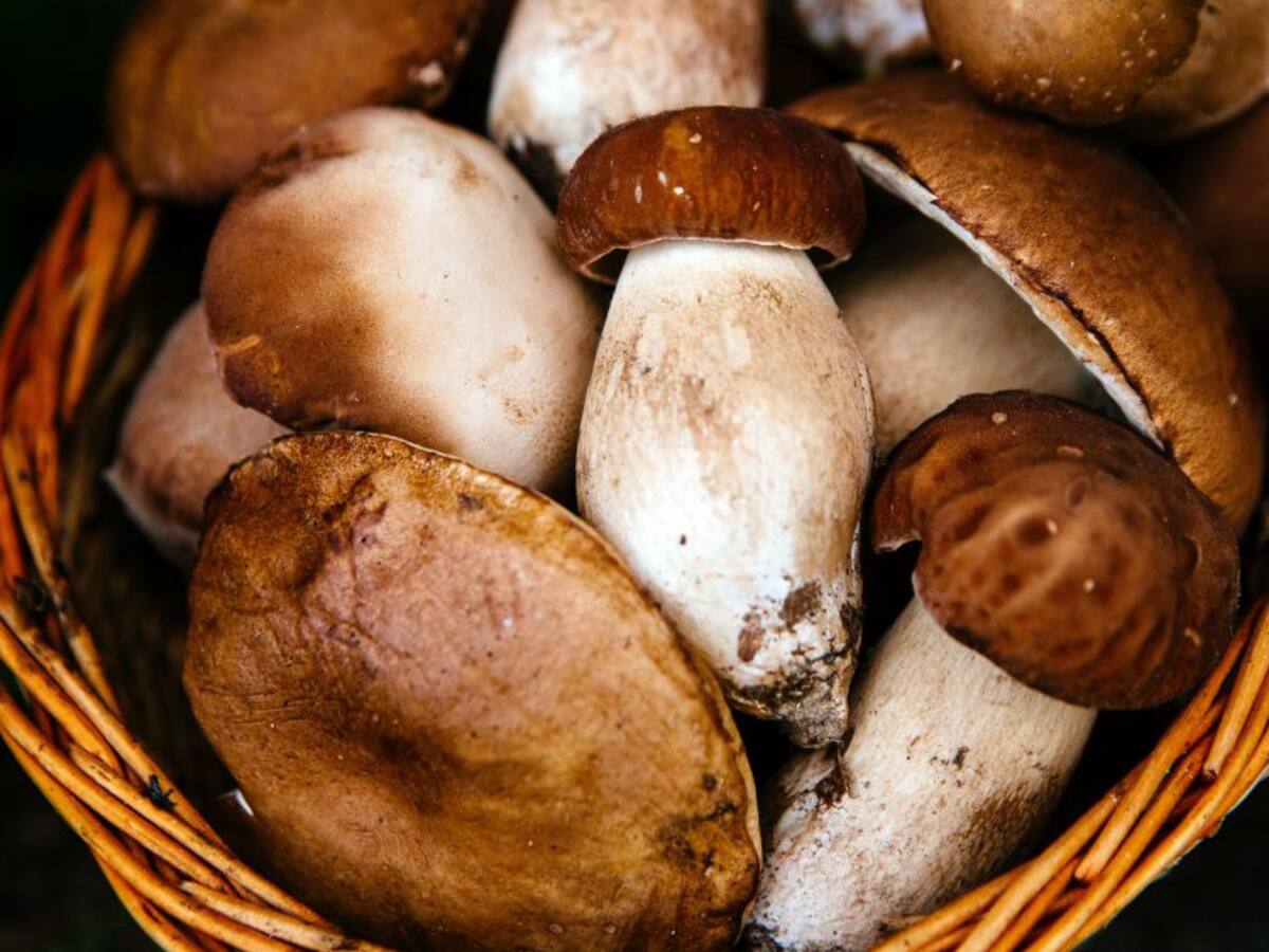 Cultive setas en canecas reutilizables