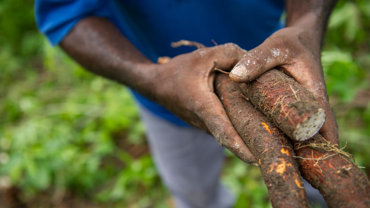 Más cultivos de yuca proponen en Barrancabermeja y la región del Magdalena Medio