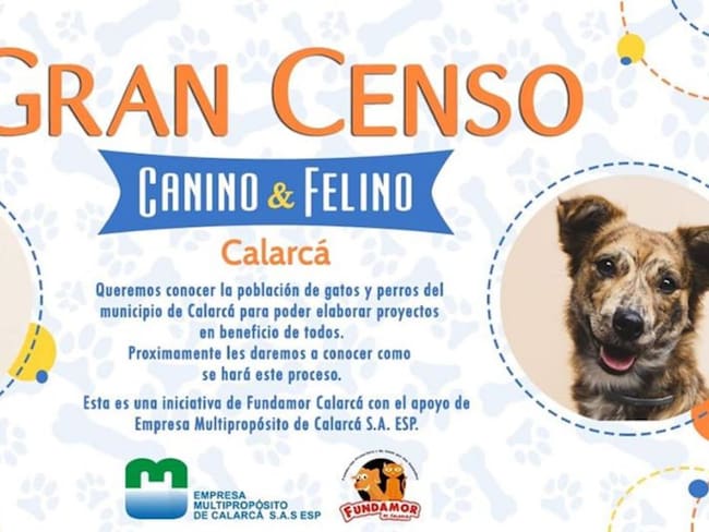 Censo de caninos y felinos se llevará a cabo en Calarcá
