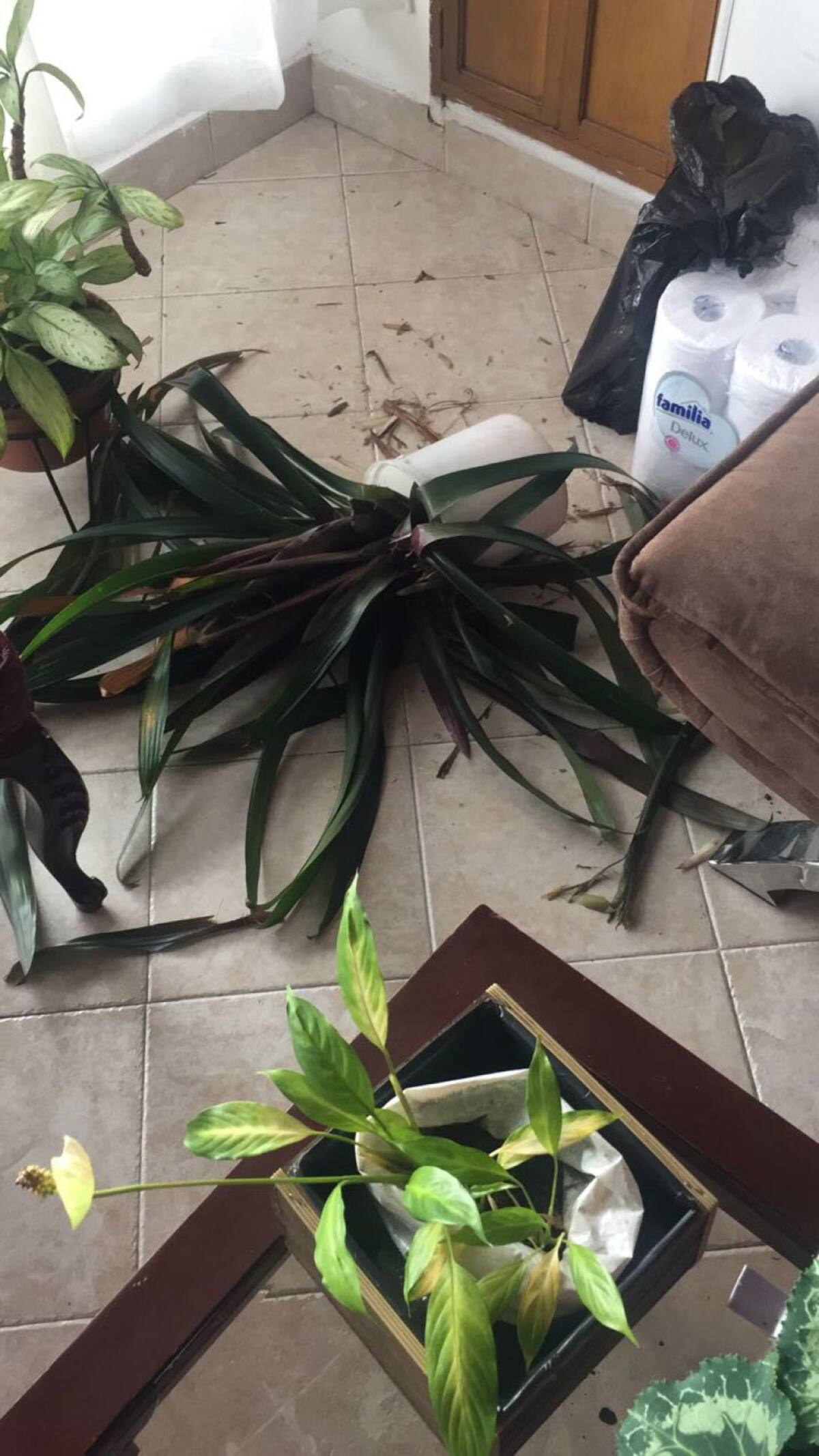 Diana Espinosa nos envía la foto de la mata que Ramón daño, durante tres años la ha cuidado y así termino