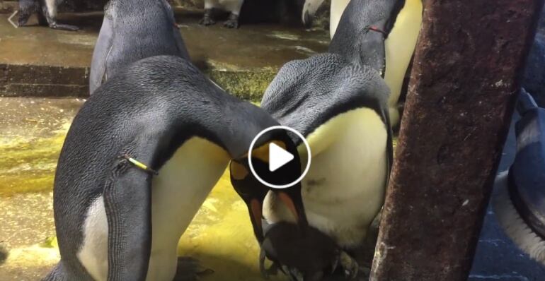 Video: La conmovedora historia de una pareja de pingüinos gay 