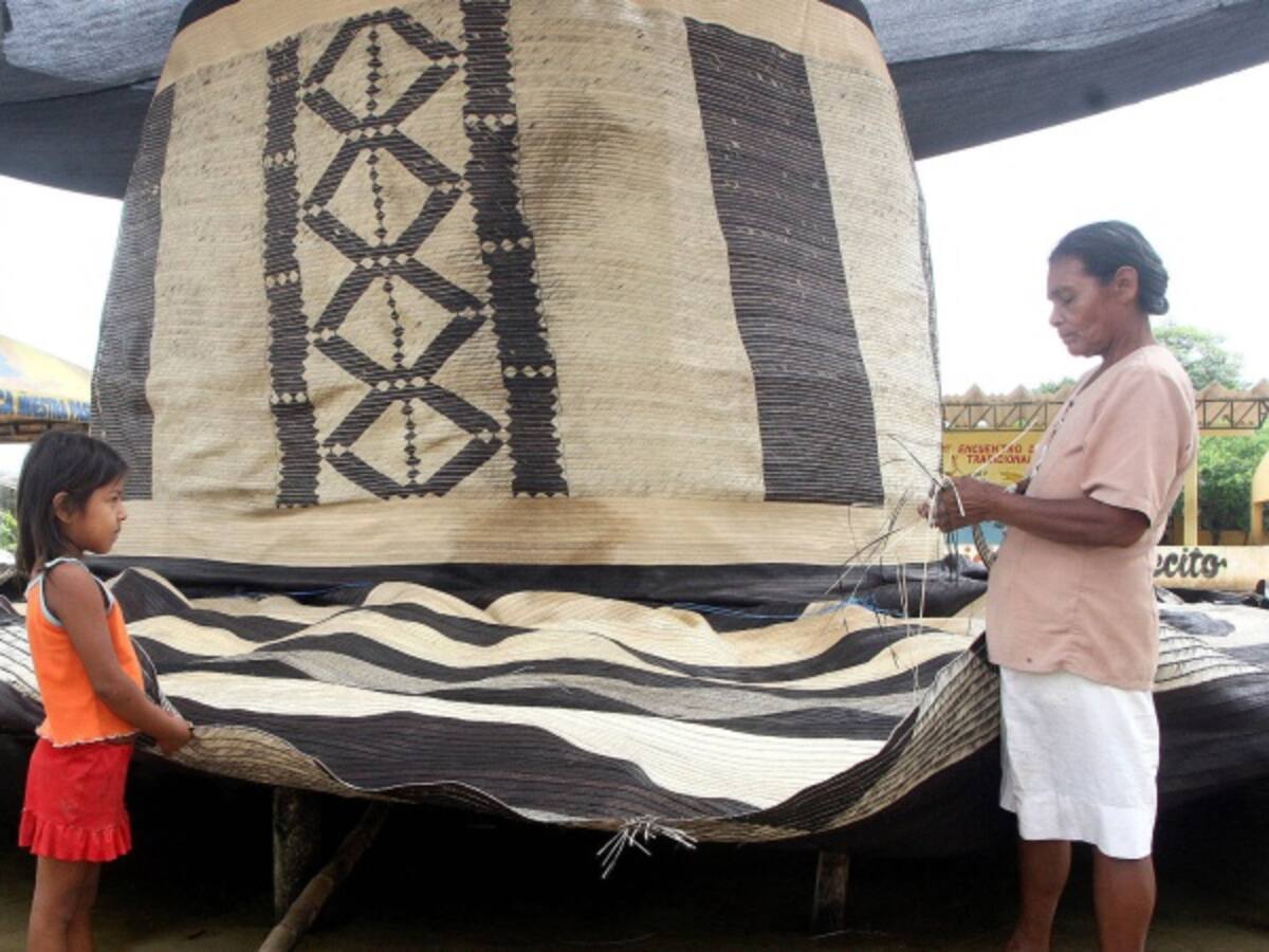 Baja la producción de caña flecha en Tuchín