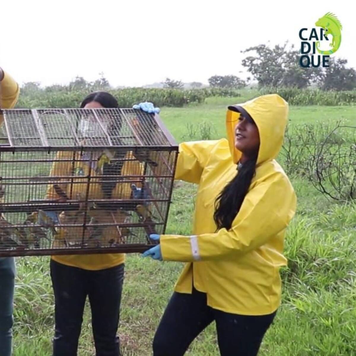 Cardique y el Epa liberan babillas y aves rescatadas de situación de riesgo