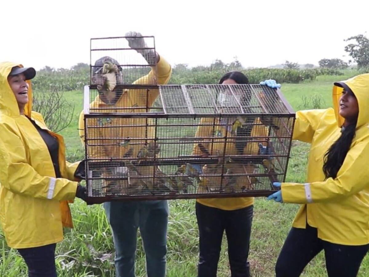Cardique y el Epa liberan babillas y aves rescatadas de situación de riesgo