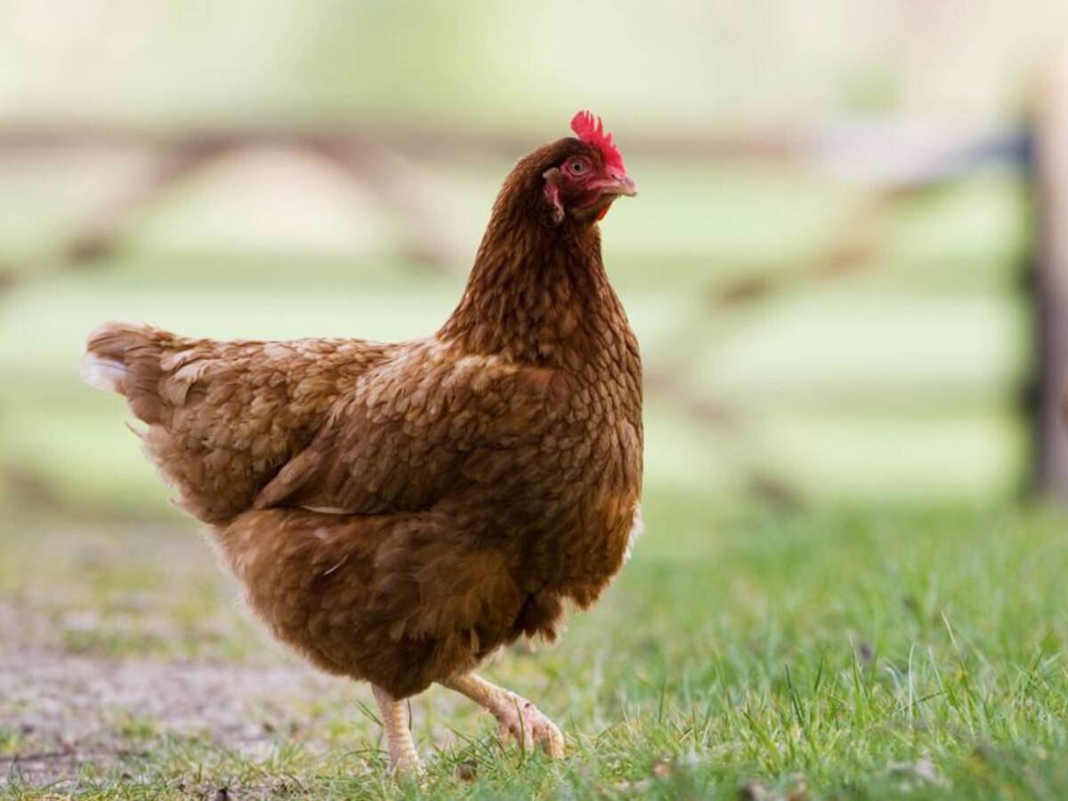 Campesinos del Catatumbo impulsan programa de gallinas ponedoras