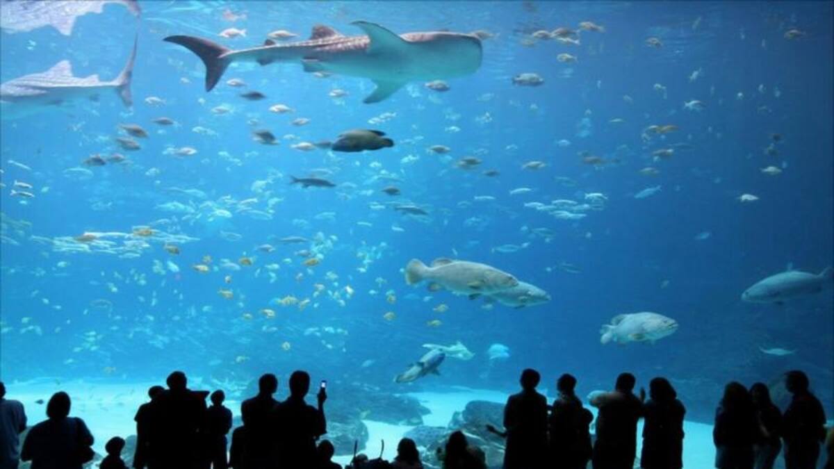 La ventana de observación del Ocean Voyager en el Georgia Aquarium de Atlanta (EE.UU) donde se encuentra una colección extraordinaria de peces entre ellos numerosos tiburones. Foto: Peter Thody
