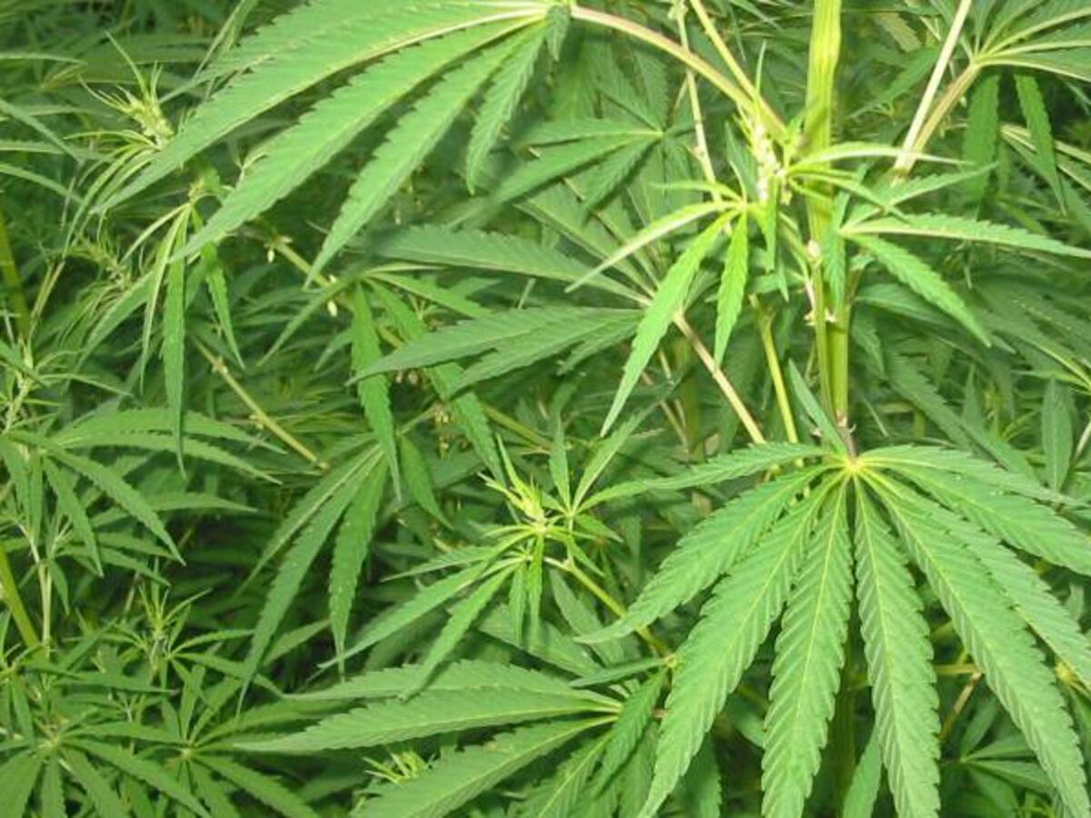 Firma colombiana obtiene licencia para producción de cannabis medicinal