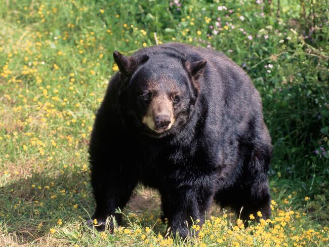 Oso negro, imagen de referencia (Getty Images).