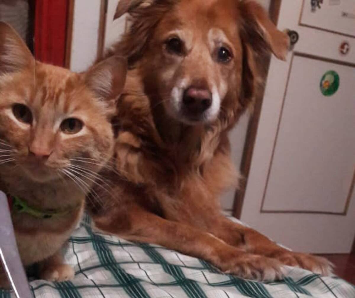 Tito Masmela nos mandó la foto de las dos miradas más tiernas que lo acompañan en su casa, su perro y gata, Gara y Ziggi