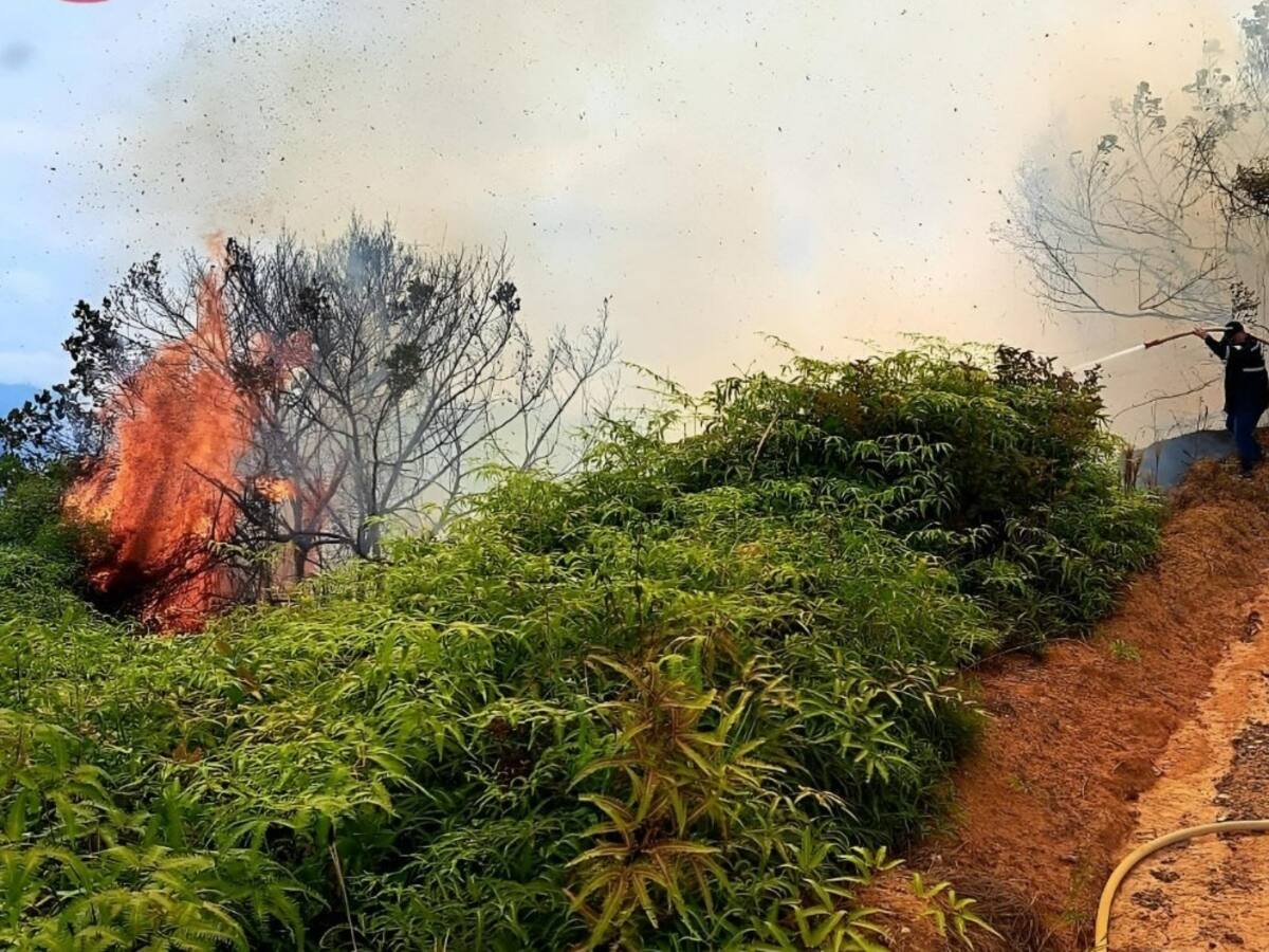 Bomberos atienden incendio forestal en Rionegro