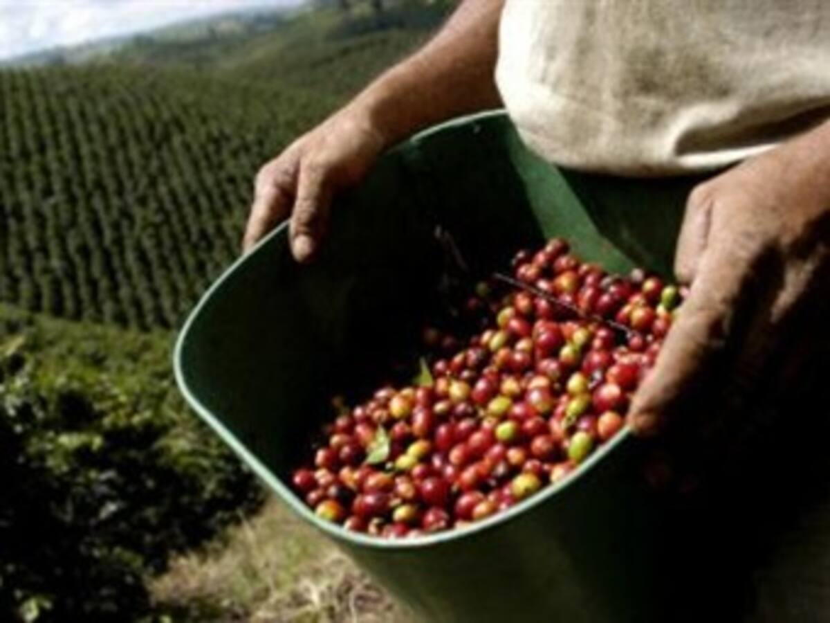 En Risaralda temen que el final de la caficultura esté cerca