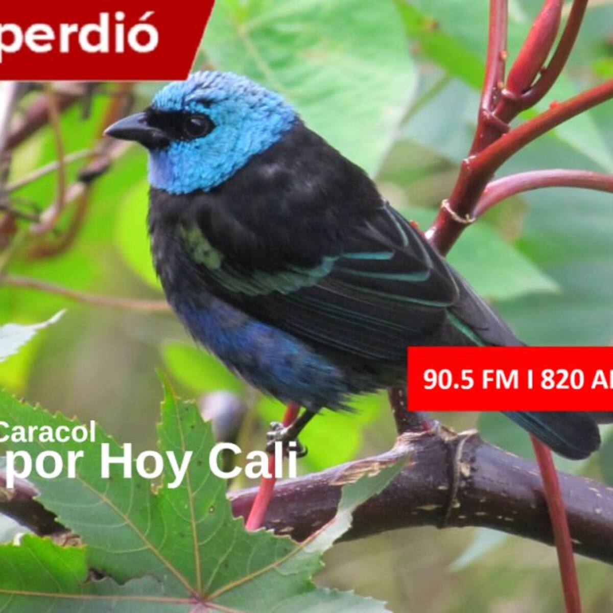 Cali Hoy por Hoy 12 de febrero del 2020