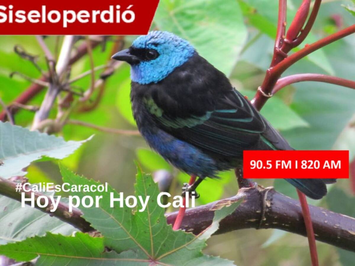 Cali Hoy por Hoy 12 de febrero del 2020