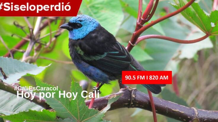 CALI HOY POR HOY 12 DE FEBRERO DEL 202