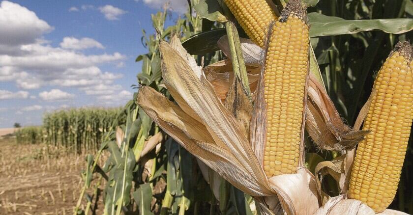 Actualmente el Huila tiene un potencial de producción de 440.000 hectáreas aptas para sembrar maíz.