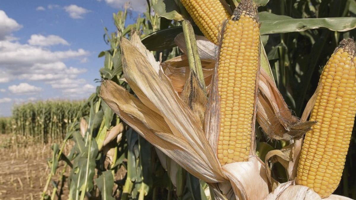 El Huila proyecta aumentar su producción de maíz