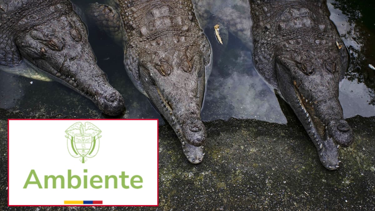 MinAmbiente habría sido notificado desde hace un año de situación crítica de cocodrilos del Orinoco