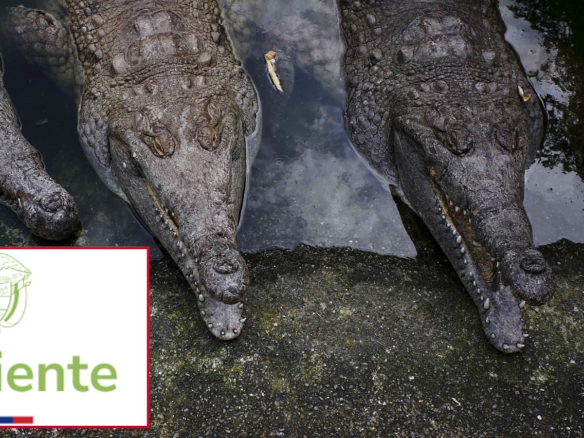 Denuncia por mal cuidado de cocodrilos en peligro en vía de extinción