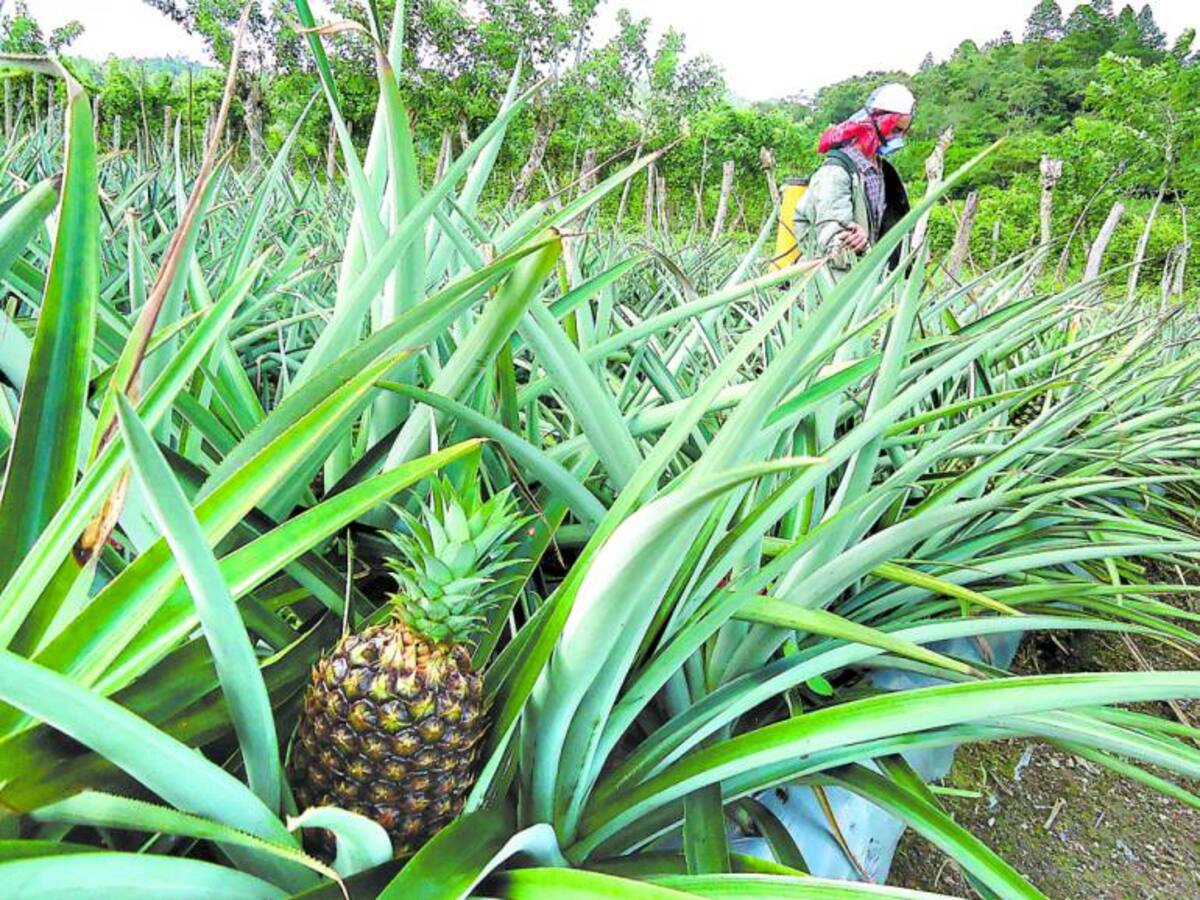Santander perdió el liderato nacional en producción de piña
