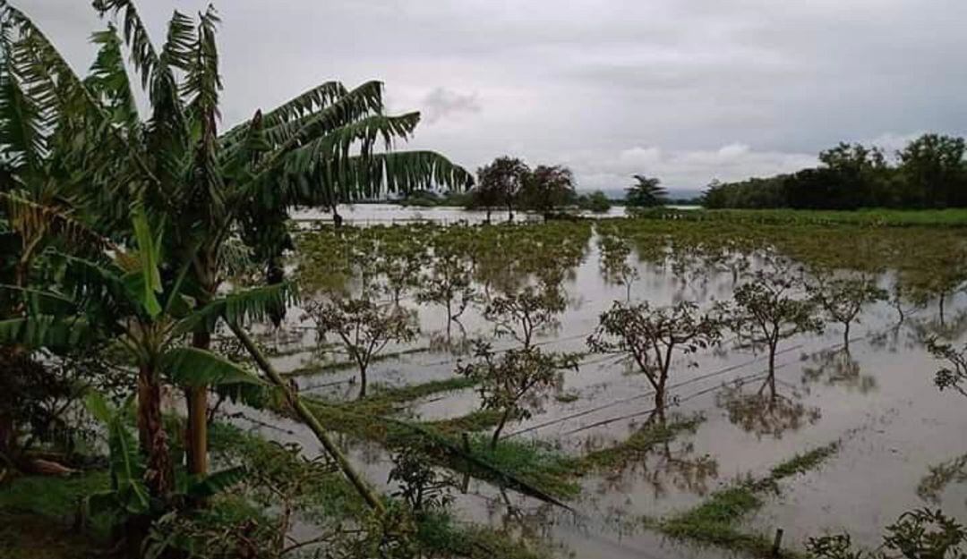 Gobierno seccional hizo un llamado a los productores del departamento para que reporten las afectaciones. 